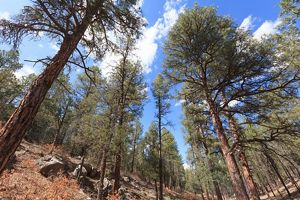 Replanting trees is an essential strategy for the State of New Mexico’s forest action plan.