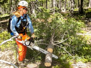 A person uses a chainsaw to cut a felled tree on the floor of a forest.