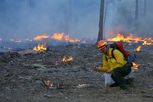 A man in a yellow jacket and orange hard hat kneels in a wooded area with little fires burning around him.