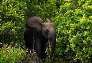 A young elephant stands surrounded by vibrant green foliage.