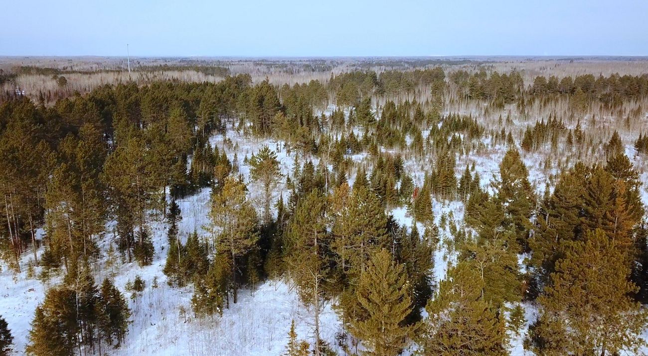 Aerial view of coniferous forest in winter.