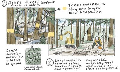 Illustration showing the the first two steps of how forest thinning is conducted.