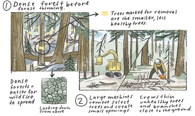 Illustration showing the the first two steps of how forest thinning is conducted.