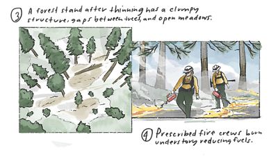 Illustration showing the the second two steps of how forest thinning is conducted.