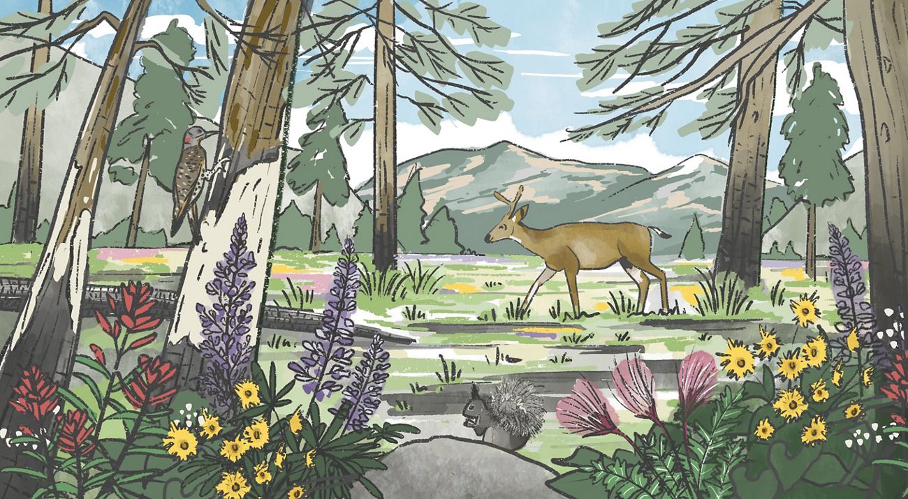 Illustration of a forest featuring different wildlife, including a squirrel, bird and deer.