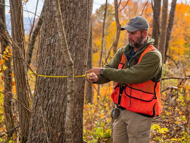 A forester measures a tree in the Cumberland Forest of Kentucky.