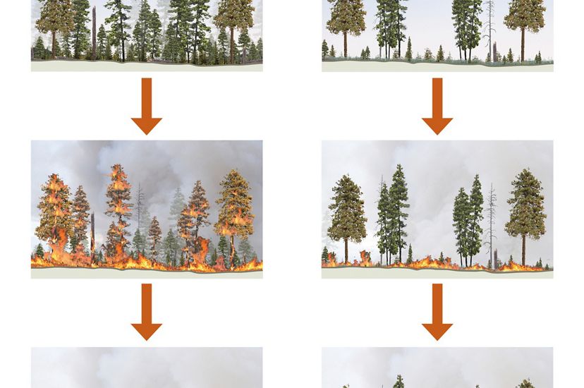 Two series of images that illustrate how an overgrown forest where fire has been suppressed will burn hotter and sustain more damage than a well-managed forest.