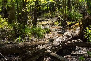 A lush forest has a wet forest floor.