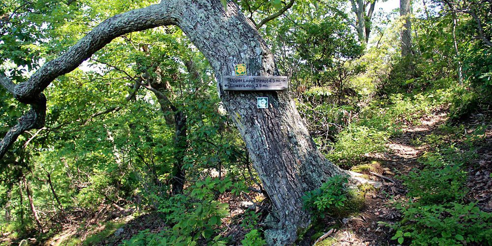 A forest with a large leaning tree with trail signs attached.