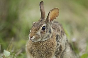 A closeup of a brown, mottled rabbit with large ears and dark eyes.