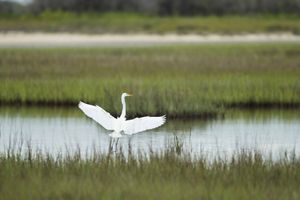 A large white bird spreads its lengthy wings and begins to fly away from a green marsh.