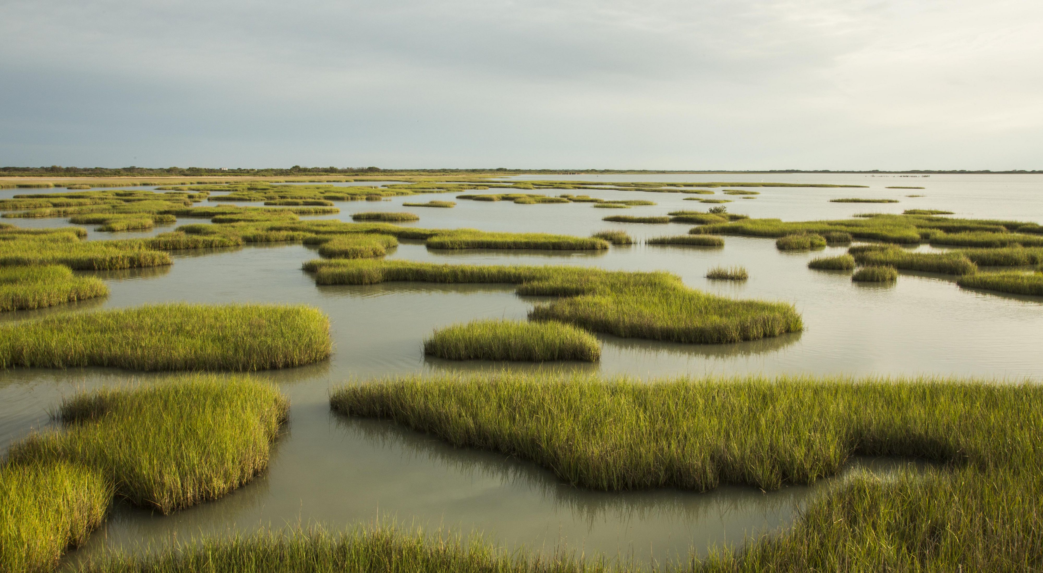 A broad expanse of salt marsh with patches of open water and patches of marsh grass.