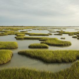 A broad expanse of salt marsh with patches of open water and patches of marsh grass.
