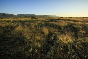 An expanse of tall yellow and green prairie grass meets mountains as they rise up in the distance.