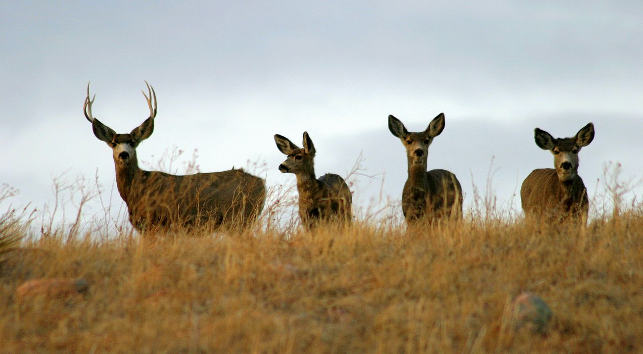 Four mule deer line up on a ridge.