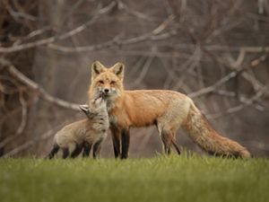 A male red fox and his kit pose for a photograph in the North Quabbin Region of Massachusetts in the town of Athol. 