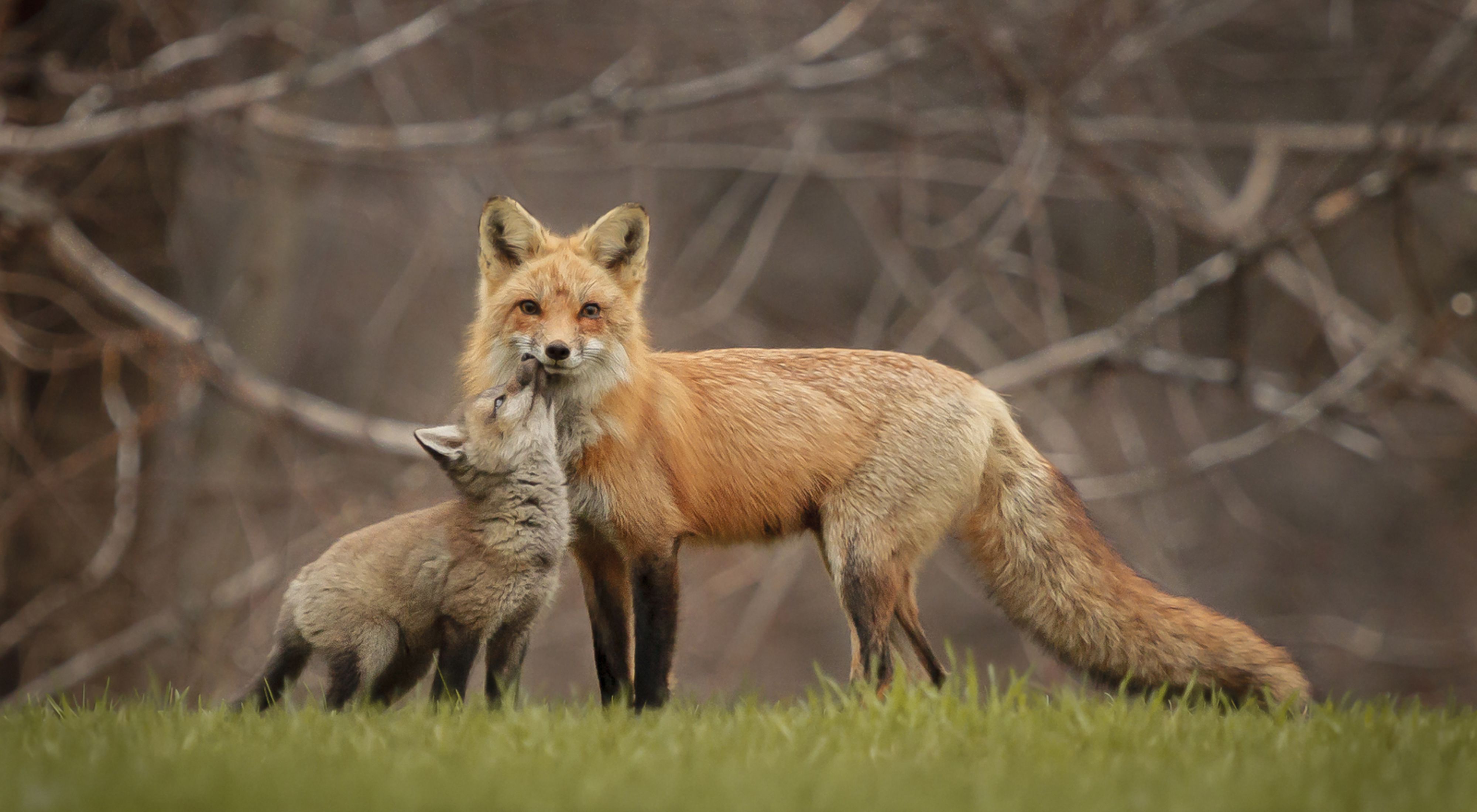 A small fox playing with a bigger fox looking at the camera.