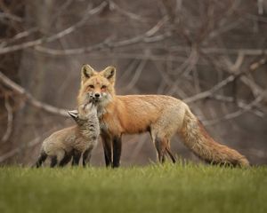 A fox kit reaches its head up to touch muzzles with its mother.