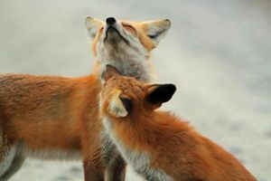 Dos zorros rojos adultos entre la nieve.