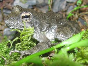 Close up of a Foothill yellow-legged frog.