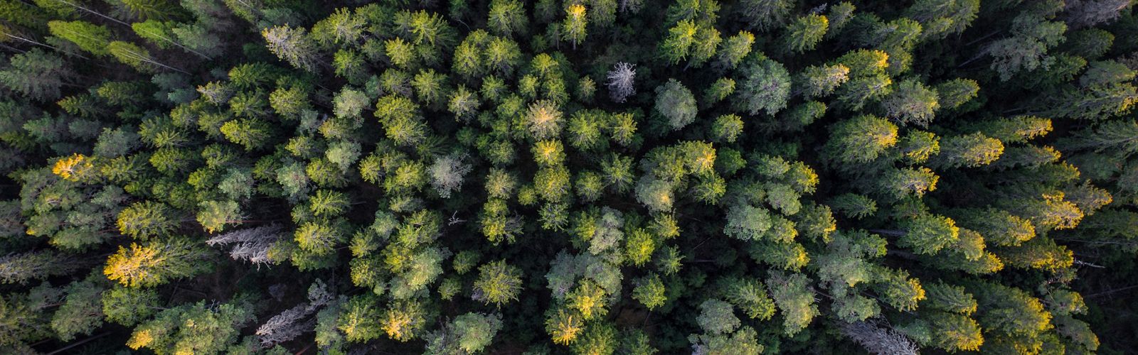 Aerial view of the tops of trees in a dense forest.