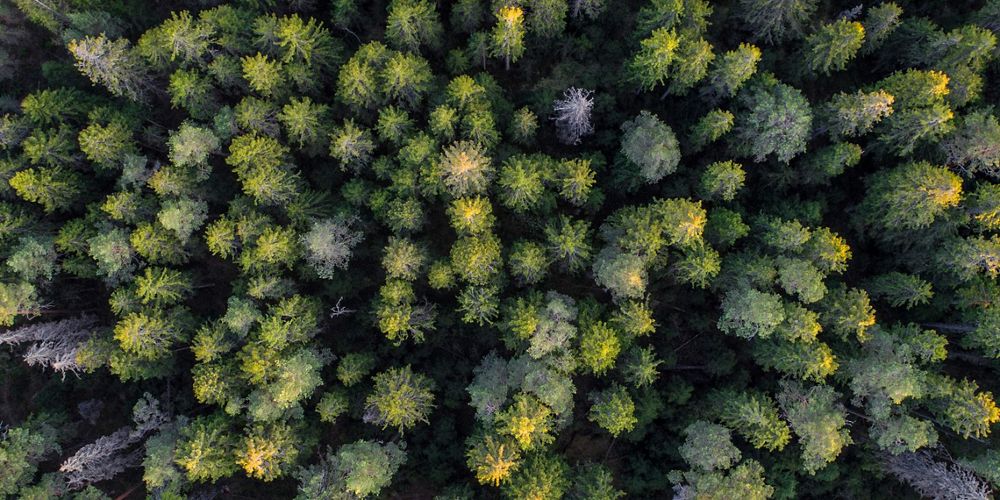 Aerial view of the tops of trees in a dense forest.