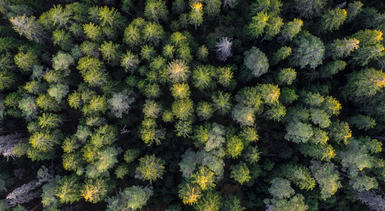 Aerial of green forest