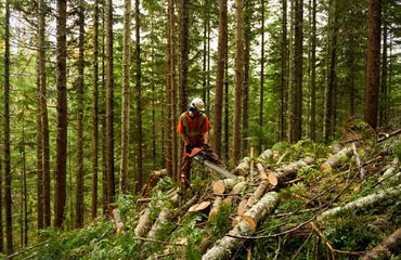 Person using a chainsaw to thin brush in a forest.