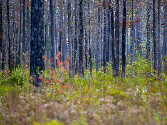 Tall tree trunks emerge from plants the spread across the forest floor.