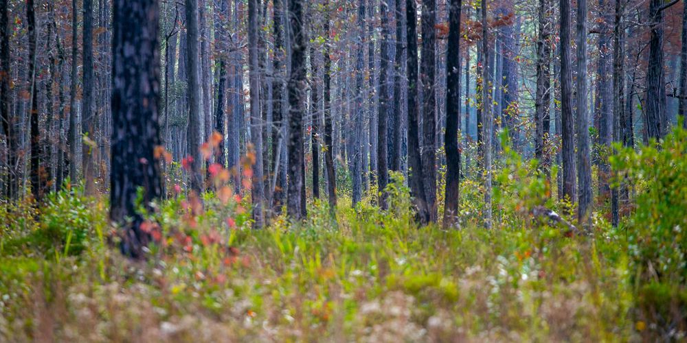 Louisiana Forest