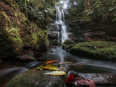 Cascada de agua en bosque
