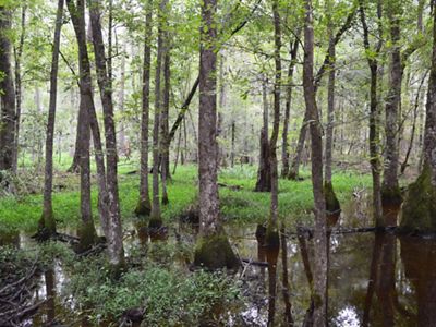 A view of a wetland forest that features trees growing out of the water in the foreground and green grass in the background.