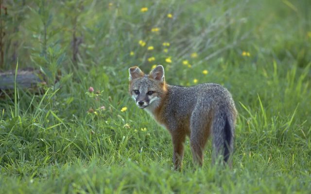 Fox in middle of field looking at camera.