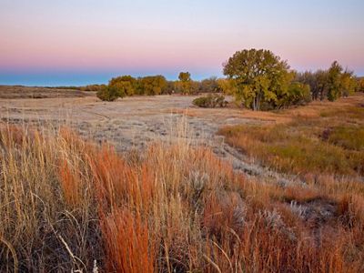 The grassy landscape of TNC's Fox Ranch in autumn with rows of trees in the background and a pink and blue sunrise sky. 