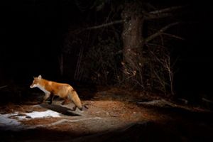 Camera trap photo of a fox.