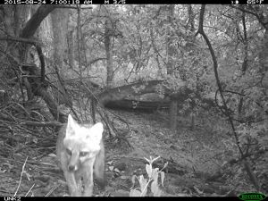 Black and white trail cam photo of a fox walking towards the camera.