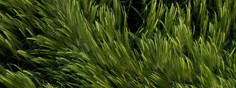 close up of barley grass in a field.