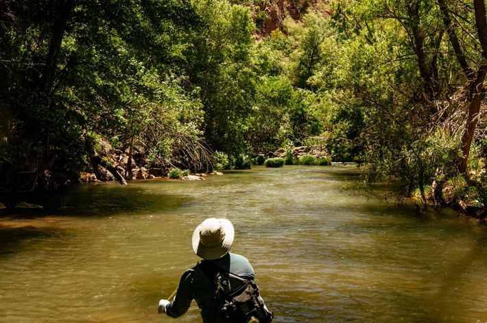 Fly fisherman in the Verde River