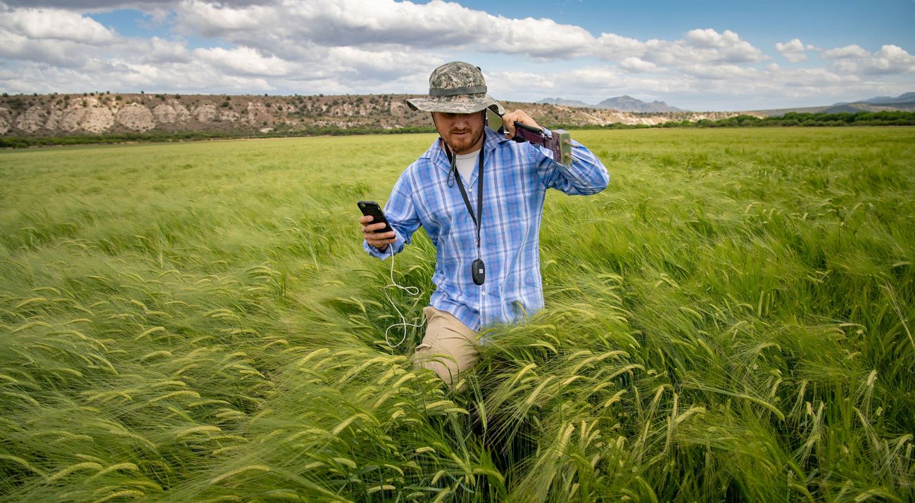 A field of barley.