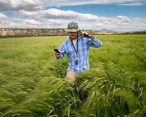 Barley field