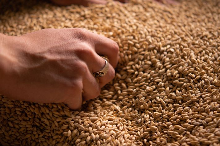 Malt grains