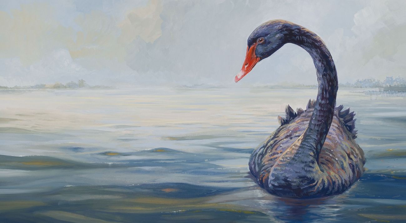 illustration of Australia's black swan
