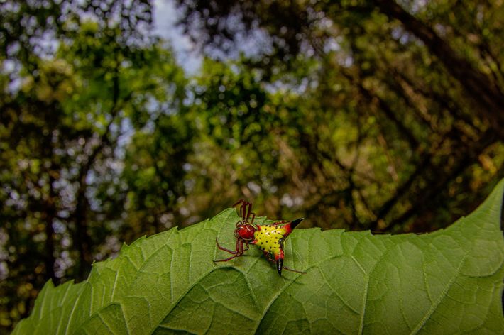 Una araña en forma de flecha del género micrathena sobre una hoja