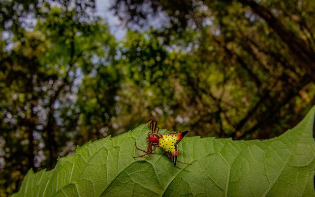 Una araña en forma de flecha del género micrathena sobre una hoja