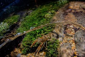 Un cangrejo de río en el agua clara del Clinch River.