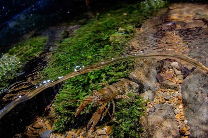 Un cangrejo de río en el agua clara del Clinch River.