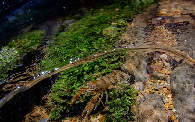 Un cangrejo de río en el agua clara del Clinch River.