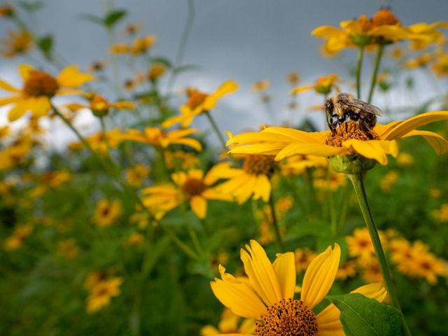 Pollinator meadow at High Knob Lookout Tower in Norton, Virginia
