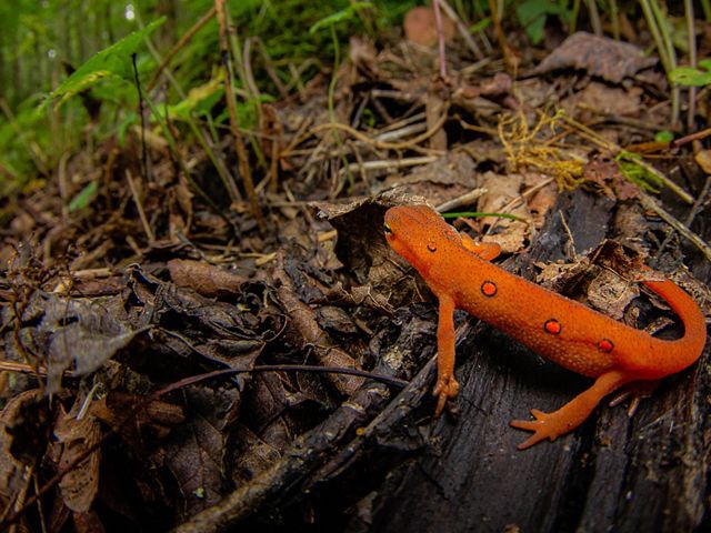 An Eastern newt in red eft stage crawls on the forest floor.