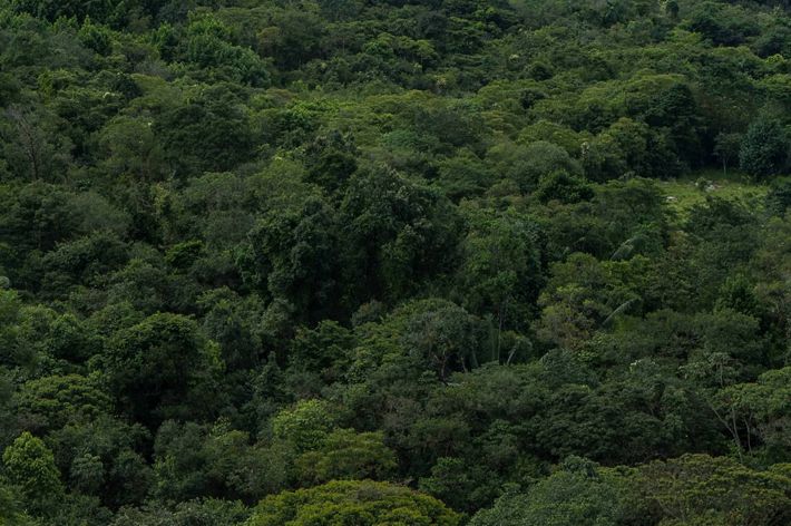 Farm Rosania uses native plants to contain cattle